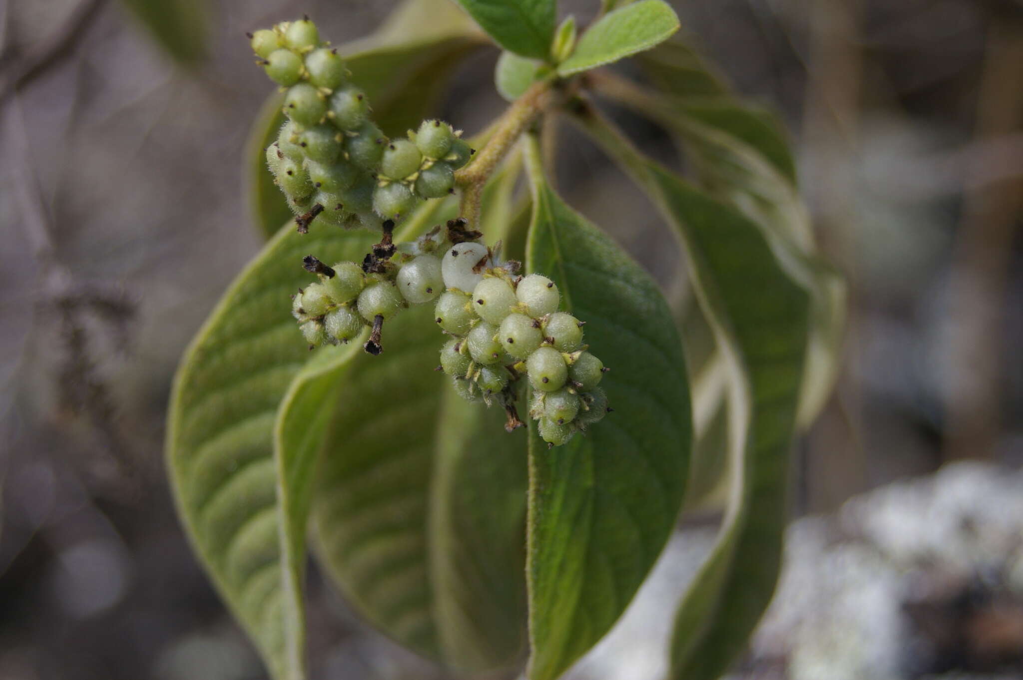 Imagem de Tournefortia pubescens Hook. fil.