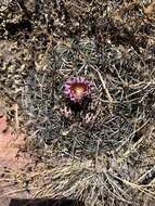 Image of Echinofossulocactus zacatecasensis Britton & Rose