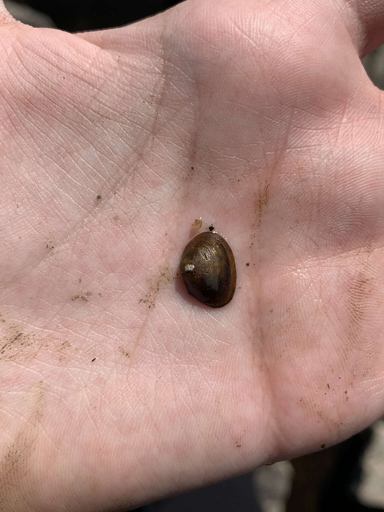 Image of Grooved Fingernail Clam