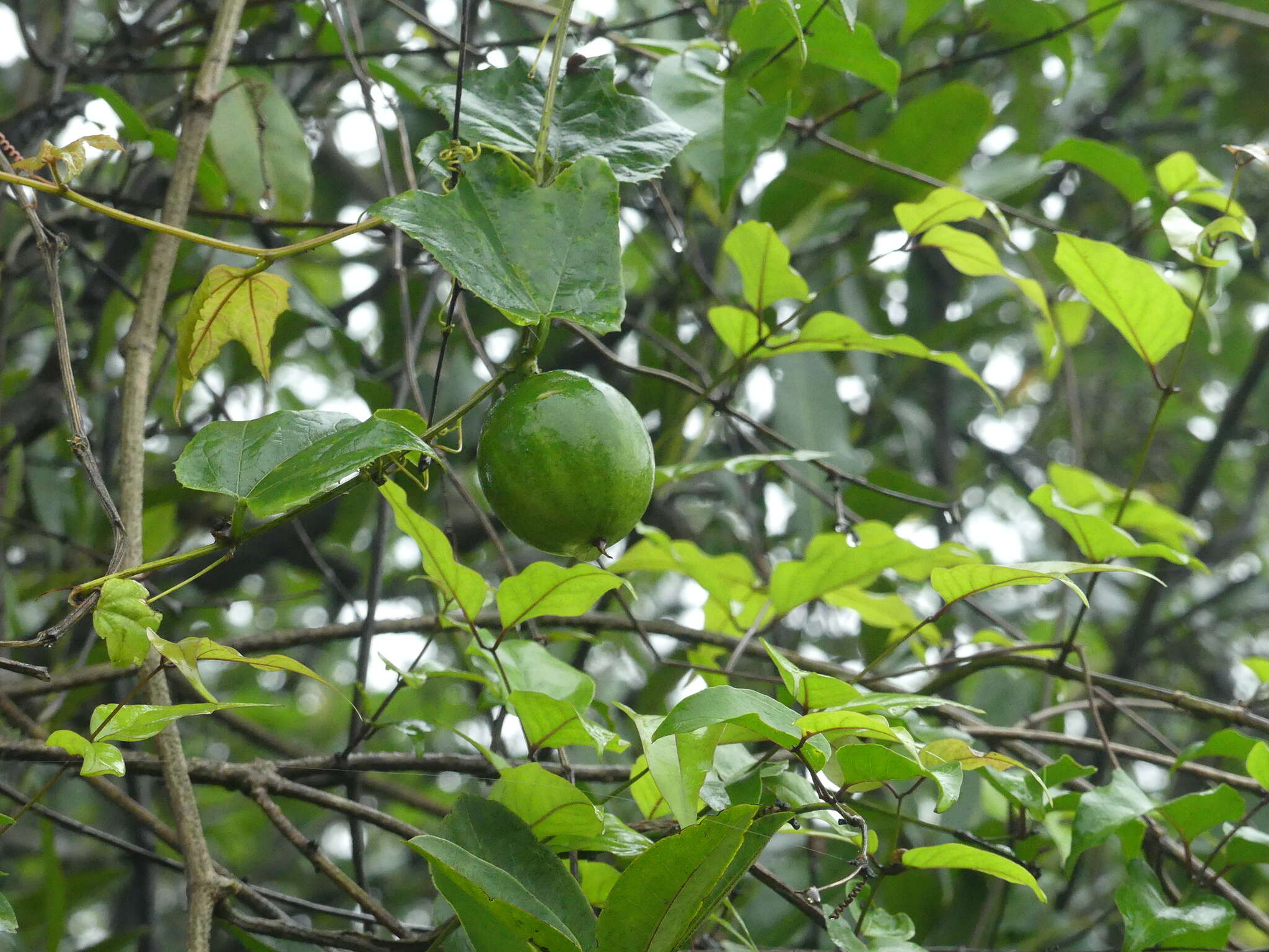 Image of Trichosanthes tricuspidata subsp. tricuspidata