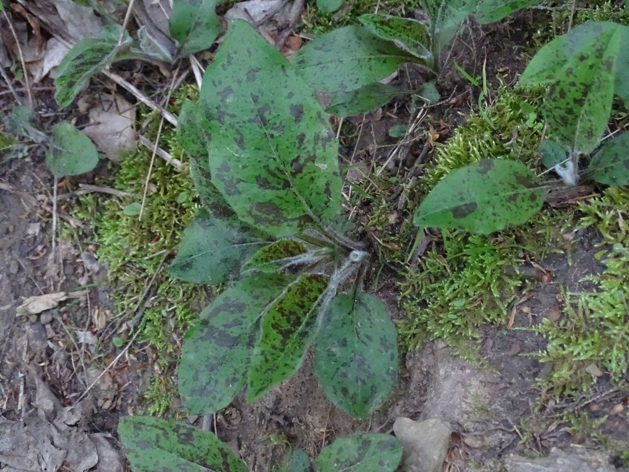 Imagem de Hieracium maculatum Schrank