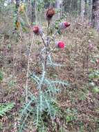 Cirsium ehrenbergii Sch. Bip.的圖片