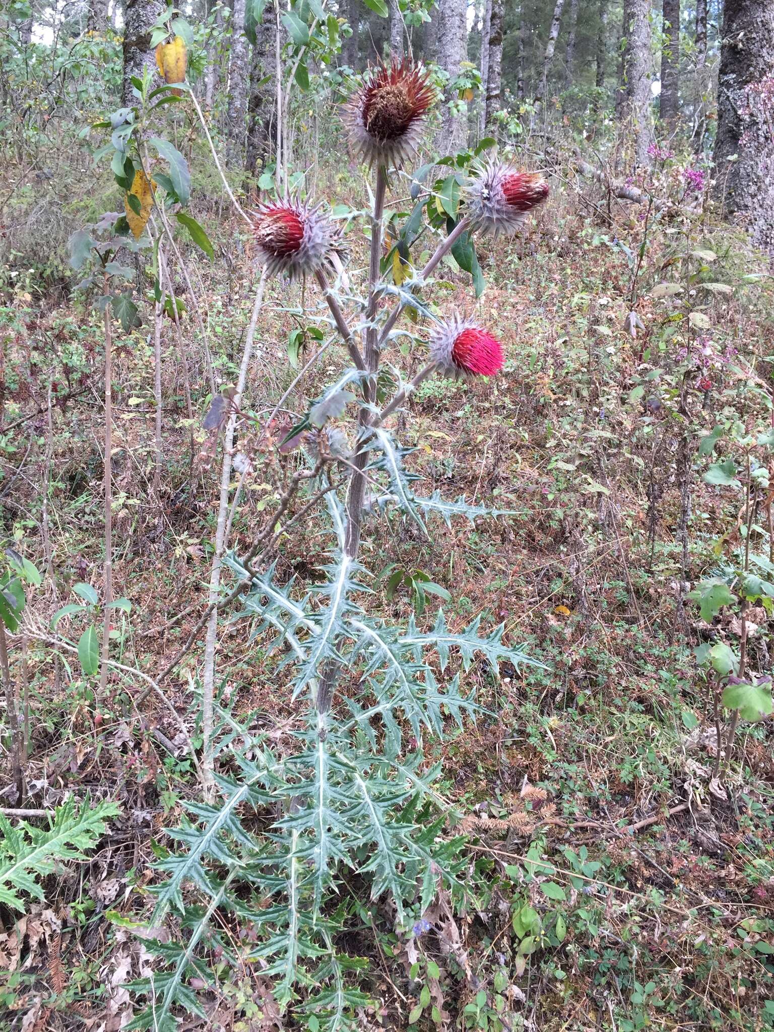 Cirsium ehrenbergii Sch. Bip.的圖片