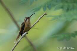 Image of Stripe-throated Hermit