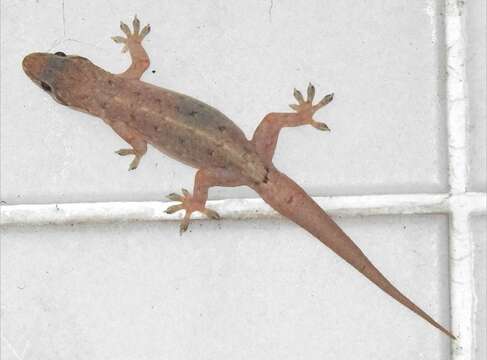 Image of Oriental Leaf-toed Gecko