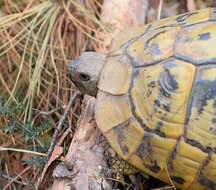 Image of Hermann's Tortoise