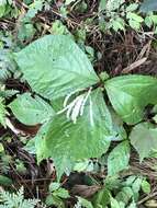 Image of Chloranthus oldhamii Solms