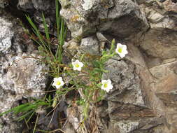 Image of Salpiglossis anomala (Miers) W. G. D' Arcy