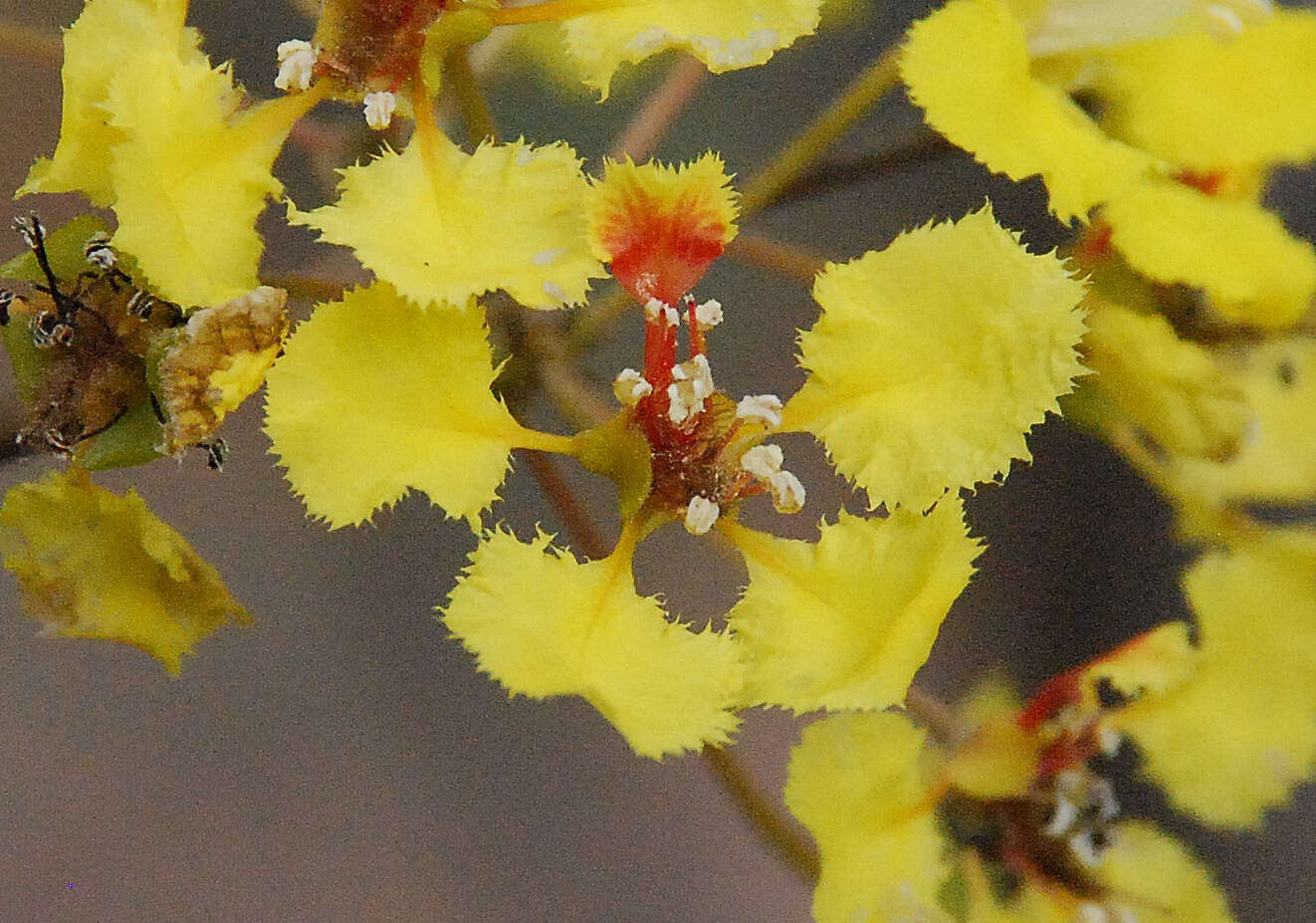 Plancia ëd Diplopterys lutea (Griseb.) W. R. Anderson & C. Davis