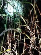 Image of Farmland green flying frog