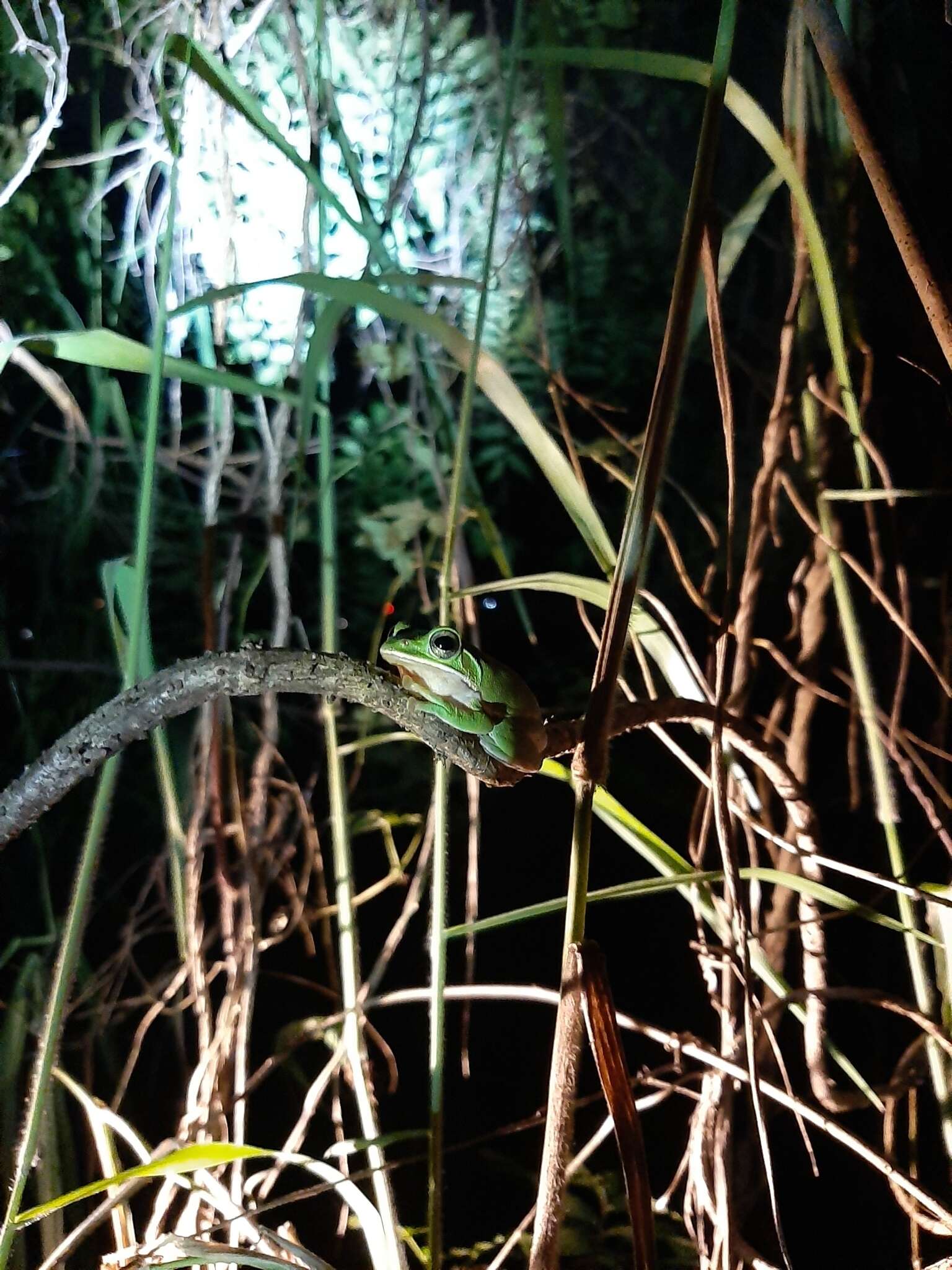 Image of Farmland green flying frog