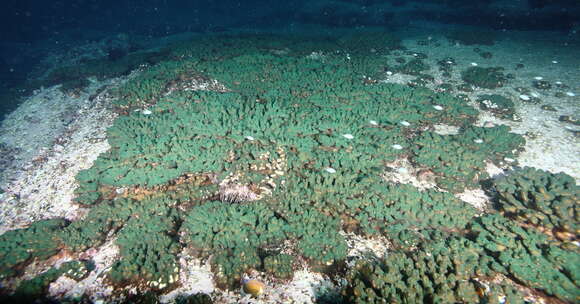 Image of Pocillopora aliciae Schmidt-Roach, Miller & Andreakis 2013