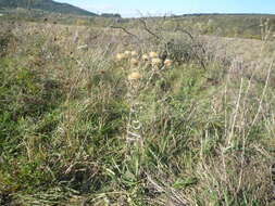 Image of Carlina biebersteinii subsp. brevibracteata (Andrae) K. Werner