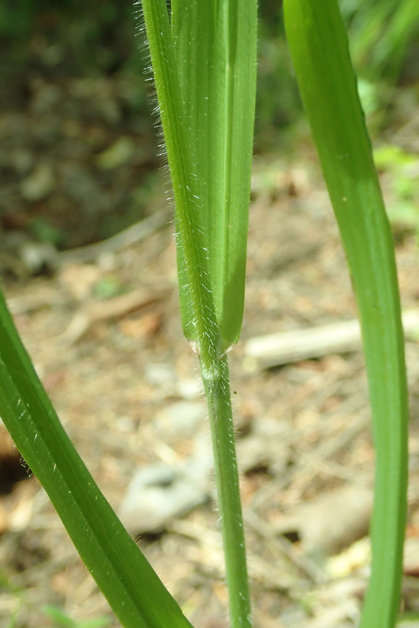 Image of Columbia brome