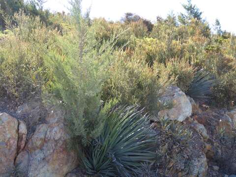 Image of Guadalupe Cypress