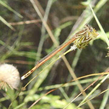 Imagem de Platycnemis acutipennis Selys 1841