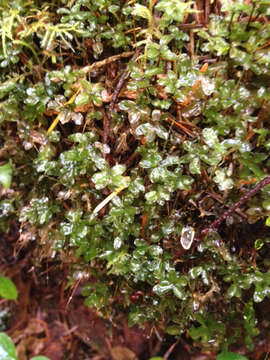 Image of rhizomnium moss