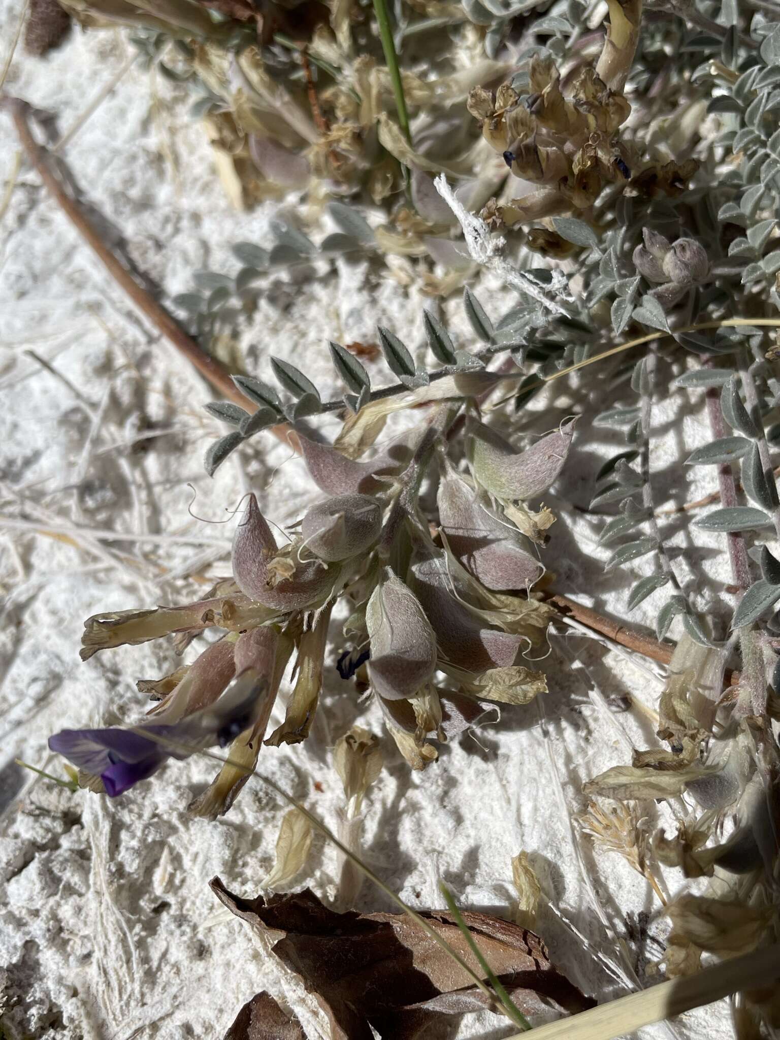 Imagem de <i>Astragalus <i>argophyllus</i></i> var. argophyllus