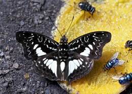 Image of <i>Euptera hirundo</i>