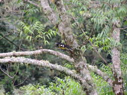 Image of Black-backed Grosbeak