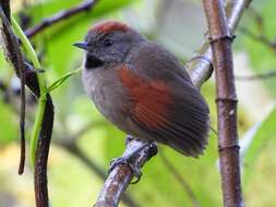 Image of Silvery-throated Spinetail