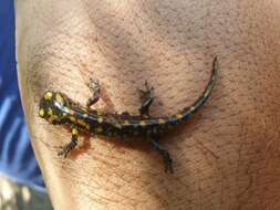 Image of North African Fire Salamander