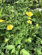 صورة Ranunculus japonicus Thunb.