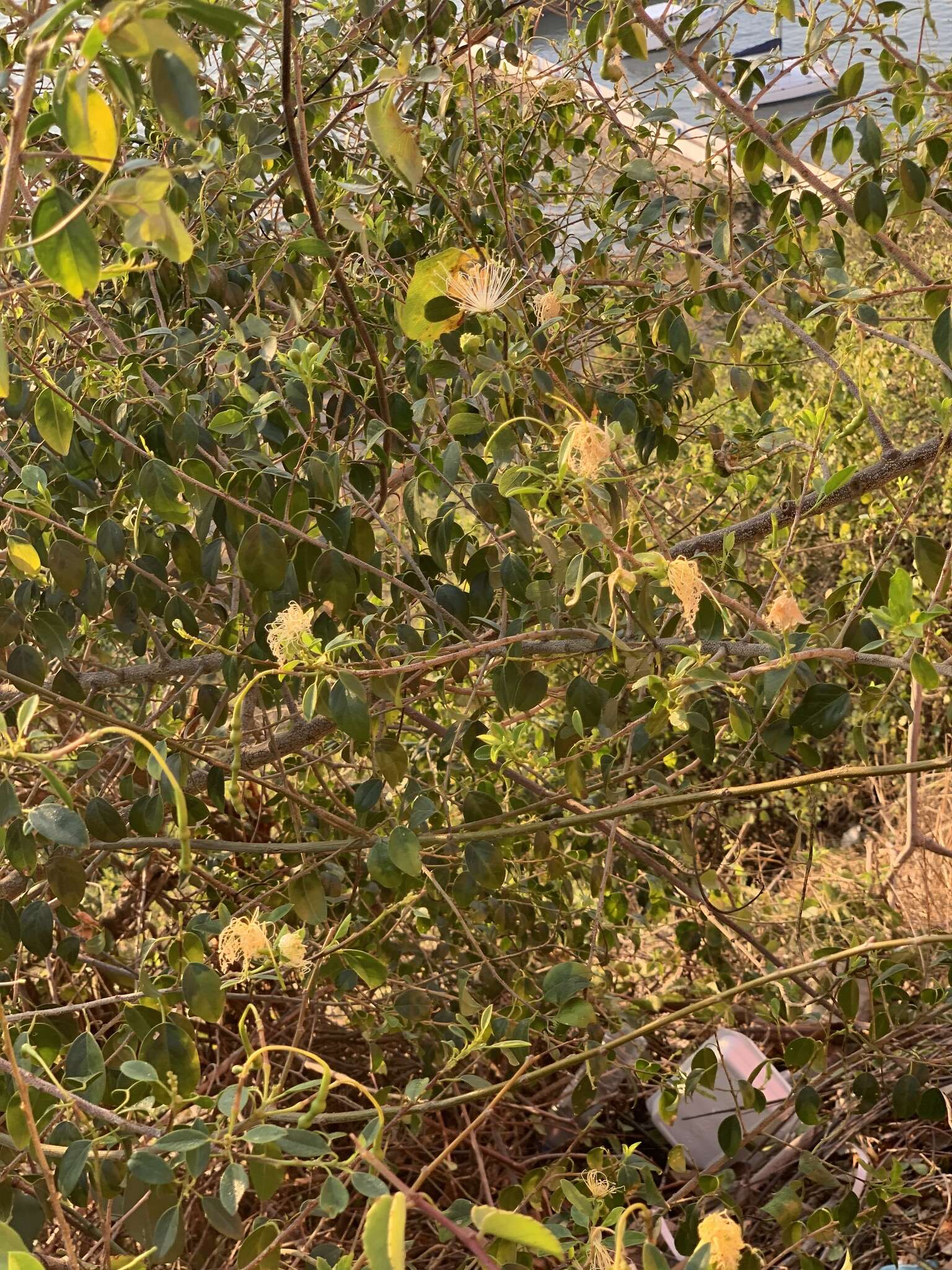 Image of Maerua angolensis subsp. angolensis