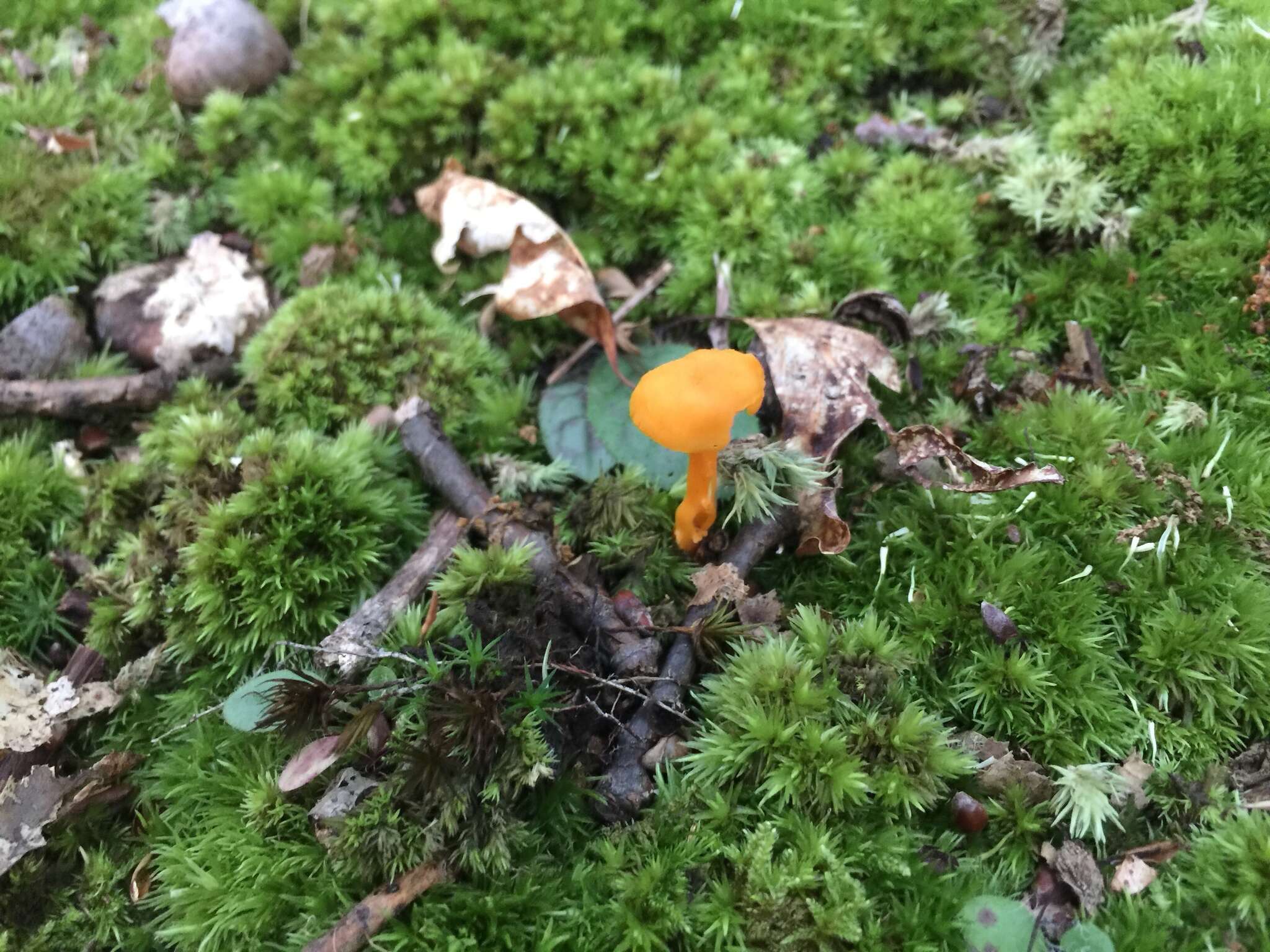 Image of Cantharellus minor Peck 1872