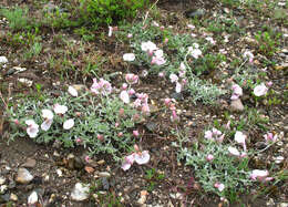 Слика од Convolvulus calvertii subsp. ruprechtii (Boiss.) J. R. I. Wood & Scotland