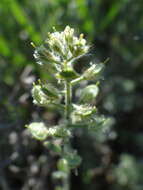 Слика од Alyssum hirsutum M. Bieb.