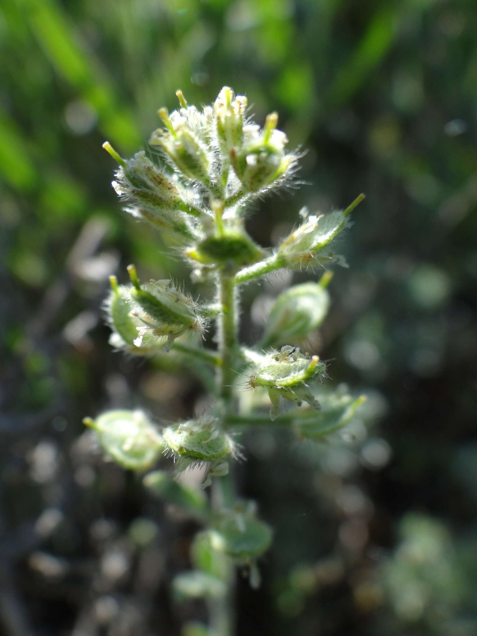 Слика од Alyssum hirsutum M. Bieb.