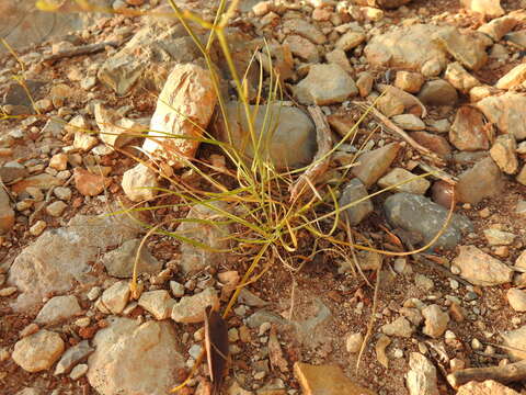 Bupleurum rigidum subsp. paniculatum (Brot.) H. Wolff resmi