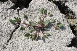 Image of Low Goosefoot