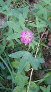 Imagem de Trifolium medium L.