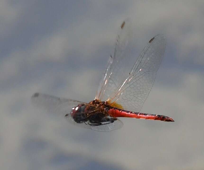 Image of Coastal Glider