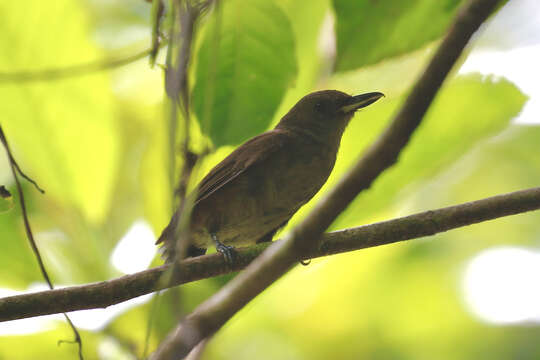 Image of Shrikebill