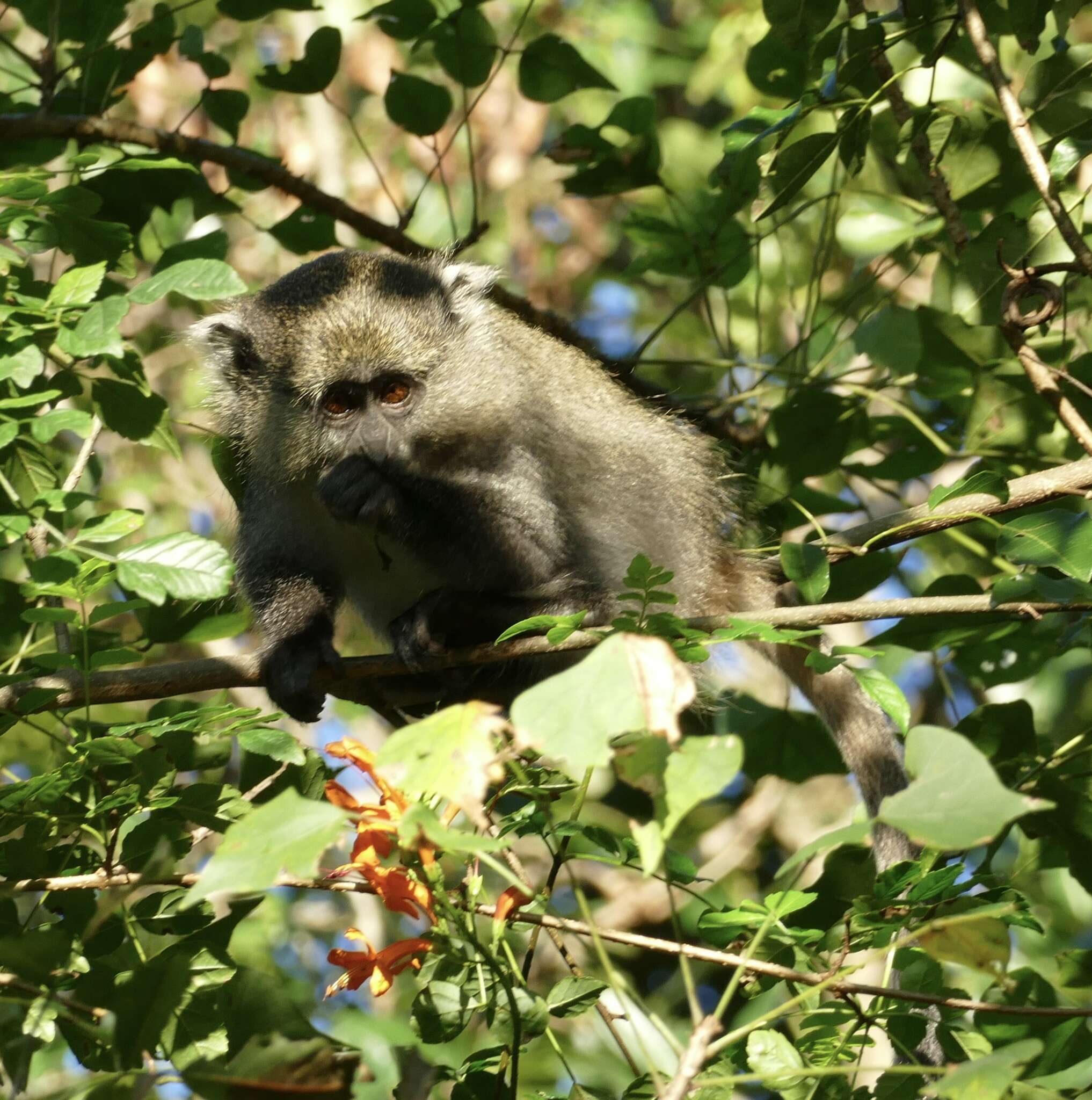 Imagem de Cercopithecus mitis labiatus I. Geoffroy Saint-Hilaire 1842