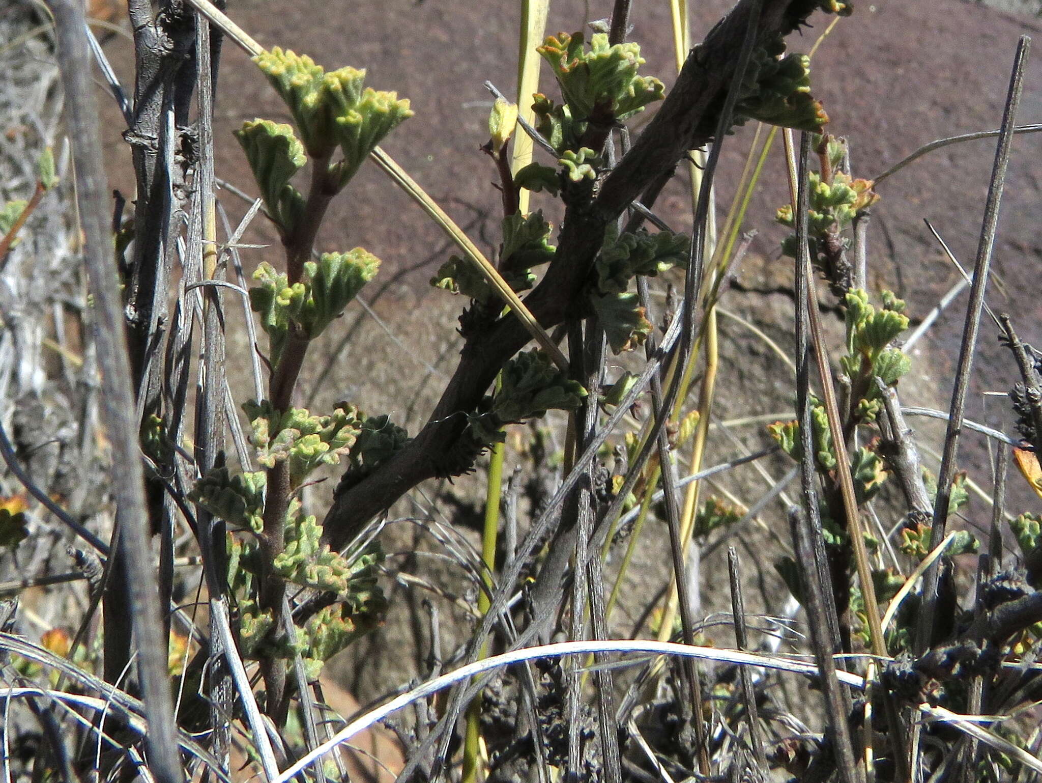 Image of Hermannia desertorum Eckl. & Zeyh.