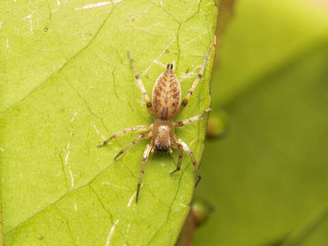 Image of Clubiona deletrix O. Pickard-Cambridge 1885