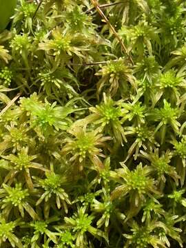 Слика од Sphagnum fallax Klinggräff 1881