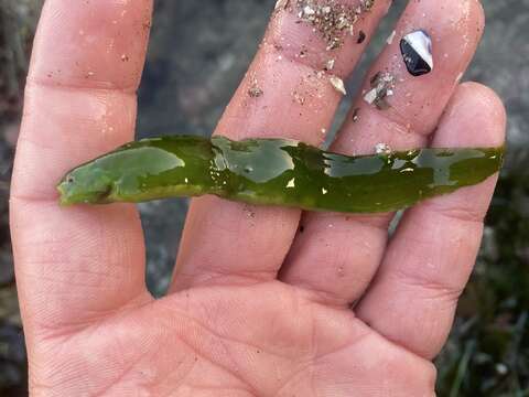 Image of Fucus blenny