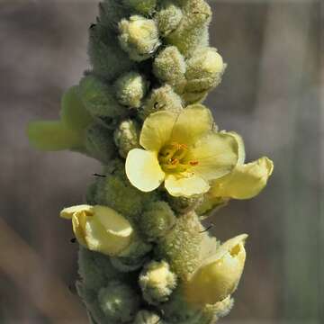 Image of Verbascum litigiosum Samp.