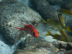 Image of Big-eyed Squirrelfish