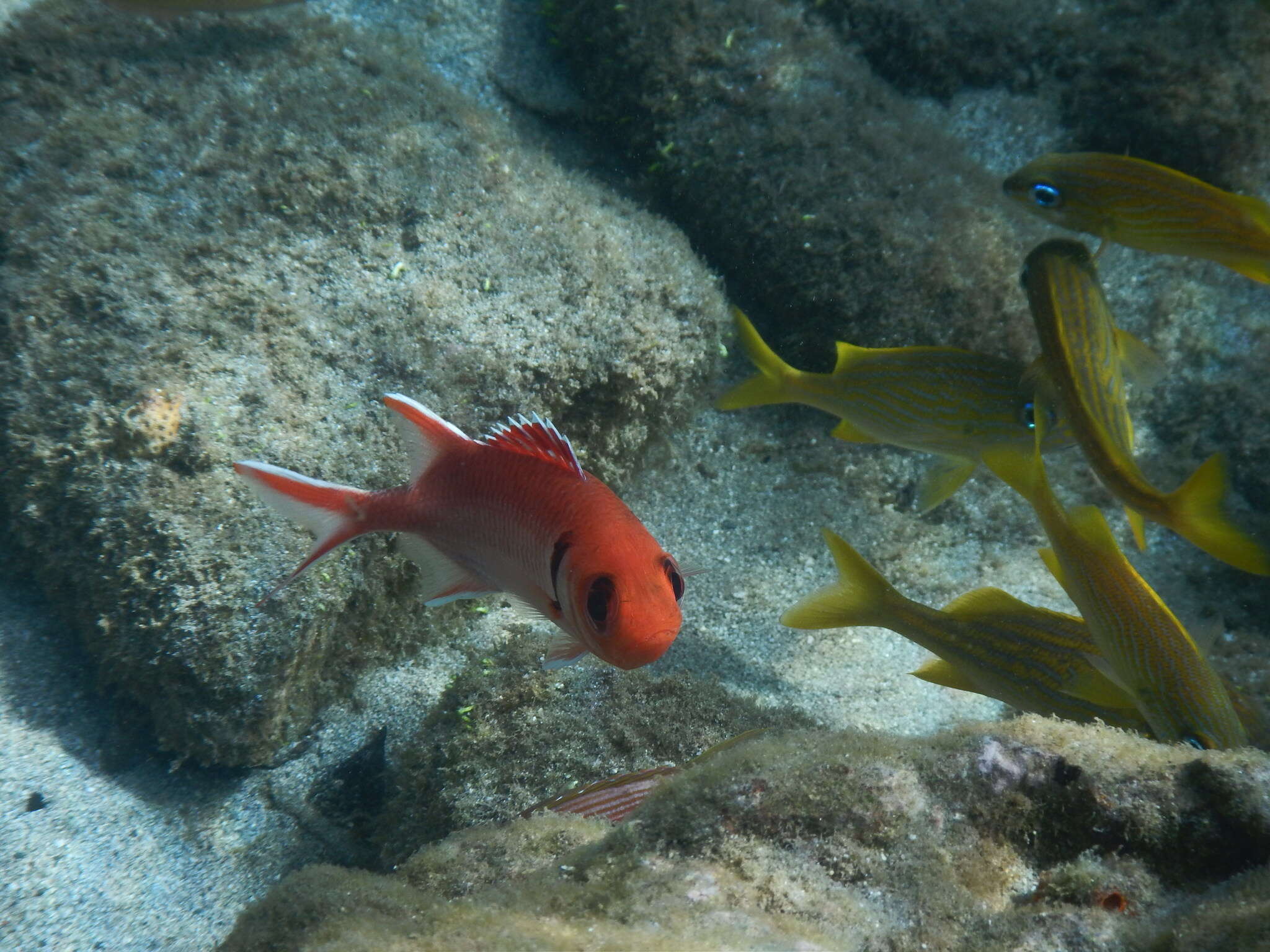 Image of Big-eyed Squirrelfish