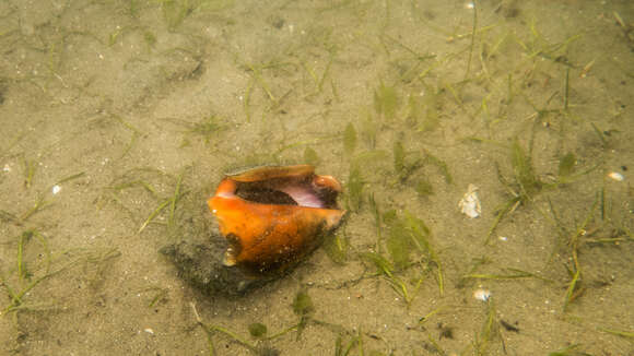 Image of West Indian fighting conch