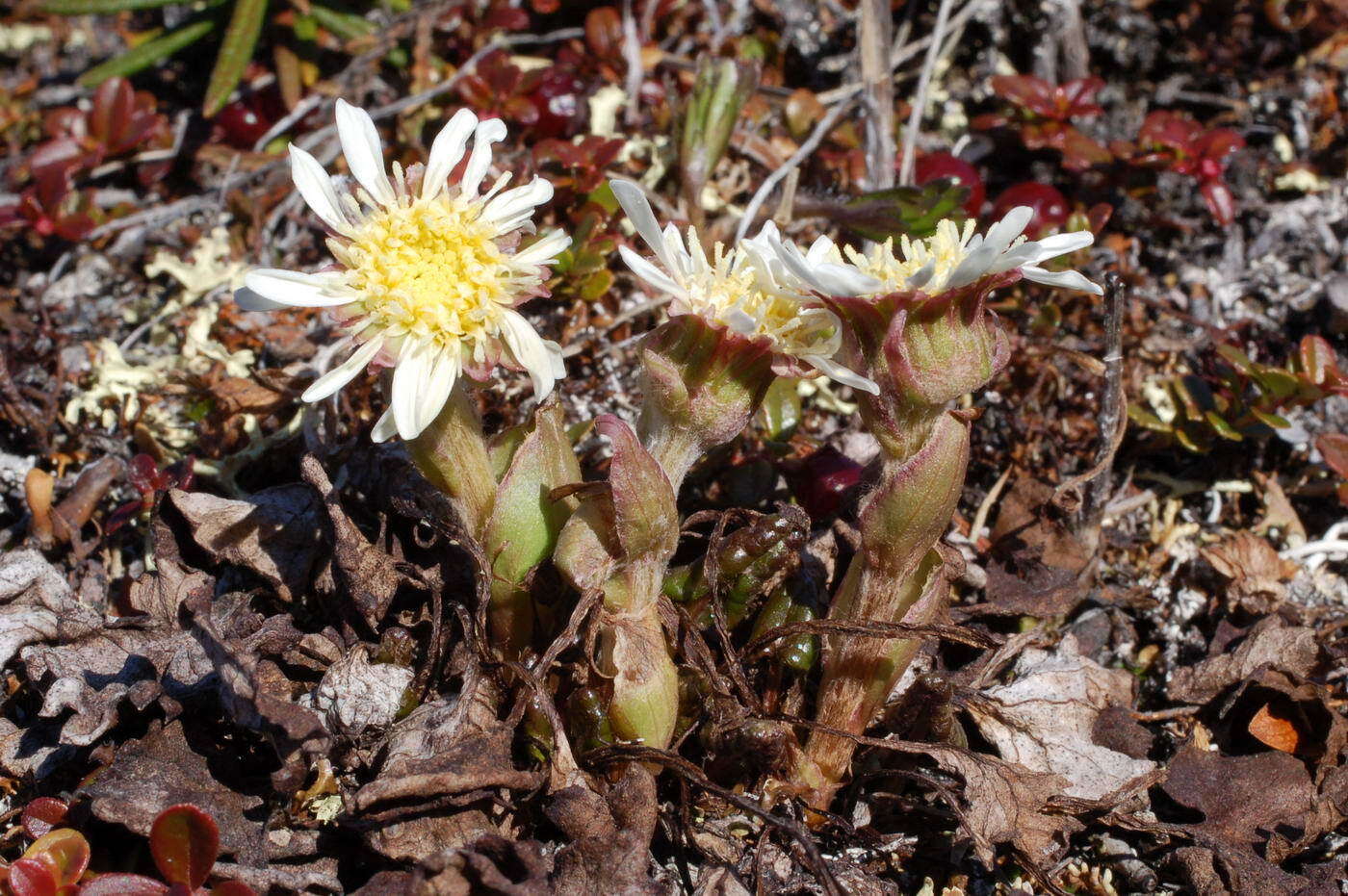 Plancia ëd Endocellion glaciale (Ledeb.) Kuprian.