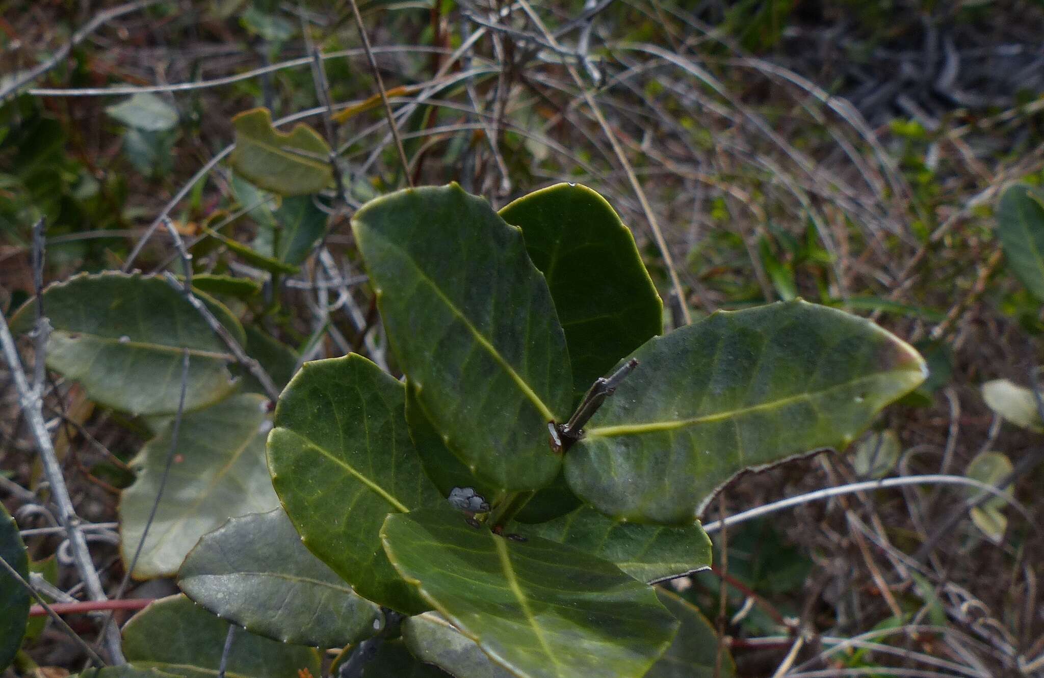 Image de Lauridia tetragona (L. fil.) R. H. Archer