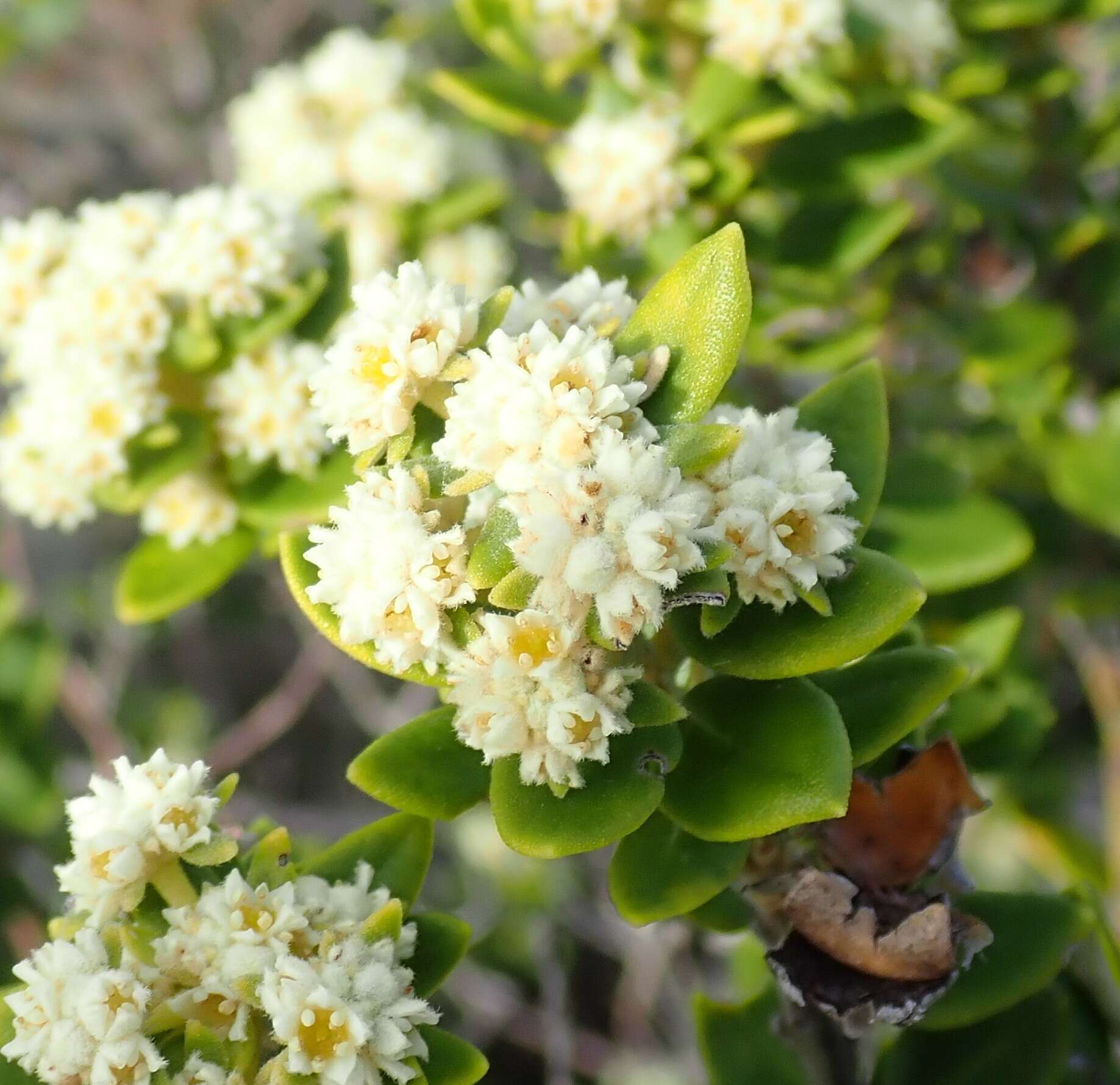 Image of Phylica buxifolia L.