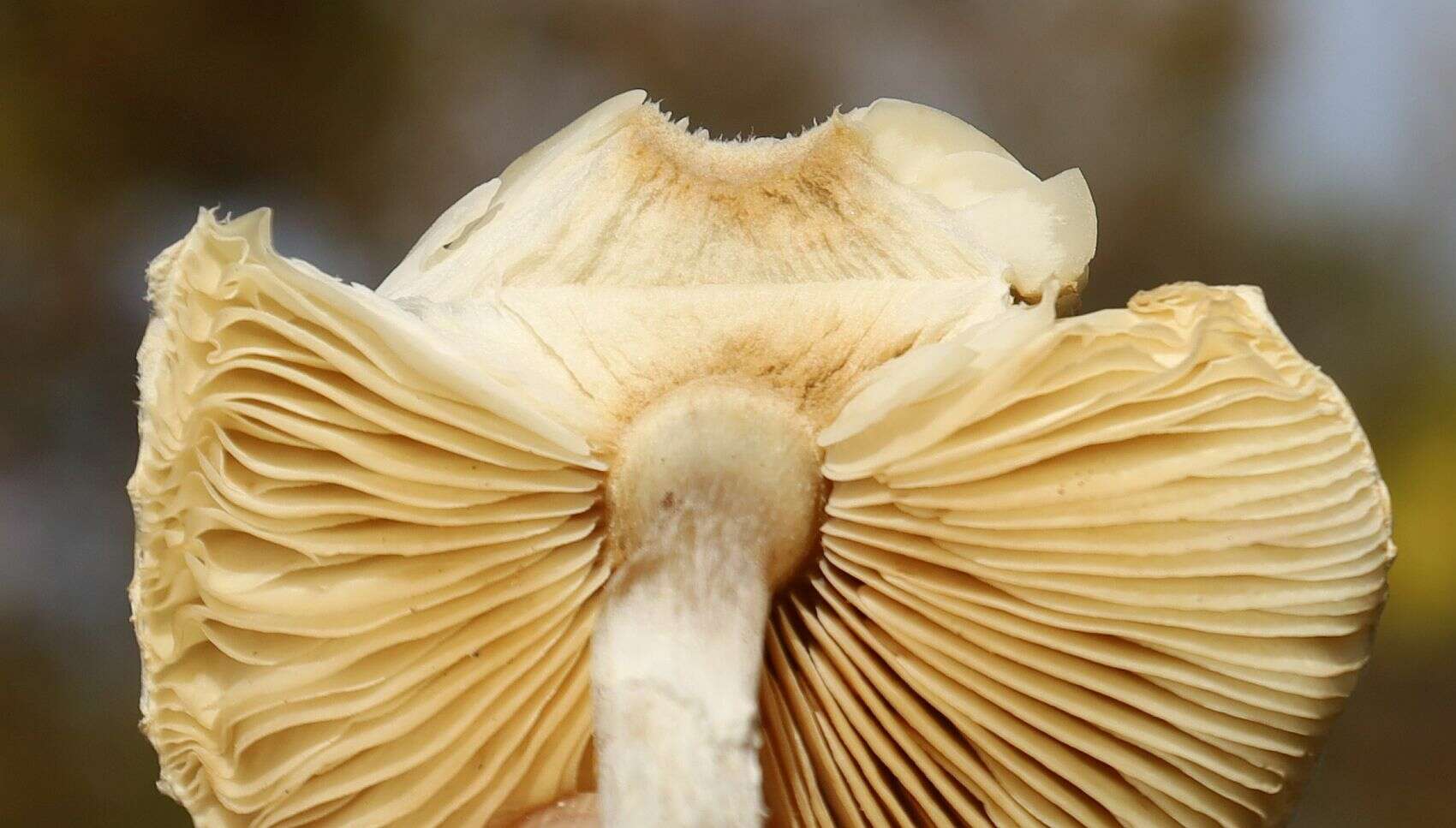 Слика од Lepiota erminea (Fr.) P. Kumm. 1871